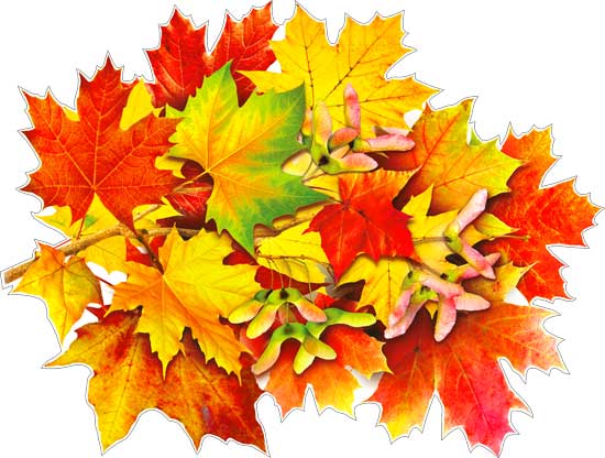 Плакат 'Кленовые листья', P2-440